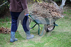 Cleaning up garden using wheelbarrow