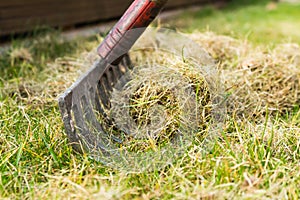 Cleaning up the grass with a rake.
