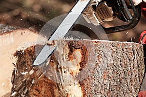 Cleaning up stump of a spruce tree with chainsaw
