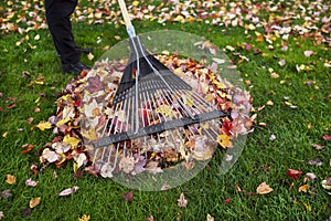 Cleaning up Yard during Autumn