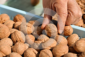 cleaning walnuts on the street