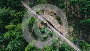 Cleaning work after storm damage, forest