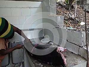 Cleaning a yellowfin tuna in the caribbean