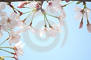 Cleanliness of cherry blossoms