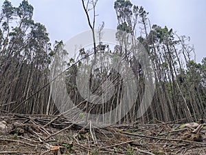 cleanup after storm damage in the forest