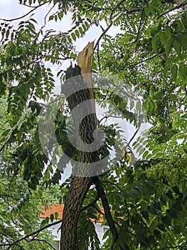 cleanup after storm damage in the forest