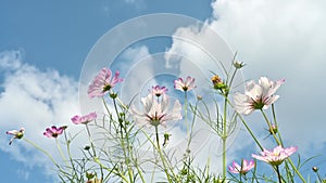 Clear autumn sky and cosmos flower.
