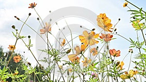 Clear autumn sky and yellow cosmos flower.