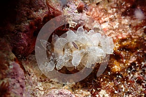 Clear baby sea cucumber