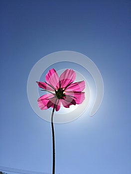 Clear beautiful flower