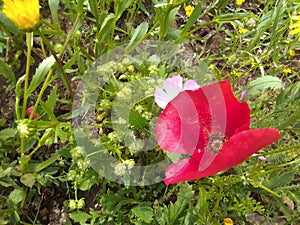 Clear beautiful flower