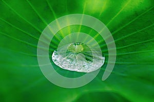 Clear big water drop in the green leaf of lotus