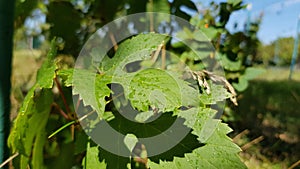 Clear black shadow on fresh green leaves of wild grapevine with water drops after rain. Wet surface of green leaf closeup.