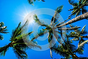 Clear blue sky above the palm branches of the palm trees at the Ko Olina resort area on the tropical island of Oahu