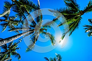 Clear blue sky above the palm branches of the palm trees at the Ko Olina resort area on the tropical island of Oahu