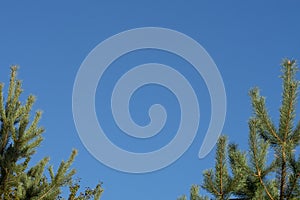 Clear blue sky against the background of branches of two young green pine trees