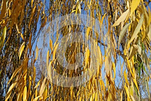 Clear blue sky and autumnal foliage of weeping willow in November