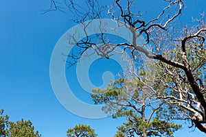 Clear blue sky background,clouds with background