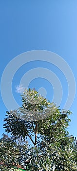 Clear blue sky a bove the green tree