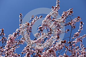 Clear blue sky and branches of blossoming purple-leaved prunus pissardii in April