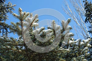 Clear blue sky and branches of blue spruce covered with snow