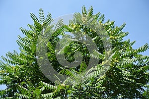 Clear blue sky and crown of Ailanthus altissima