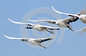 In the clear blue sky hover wild red-crowned cranes.