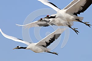 In the clear blue sky hover wild red-crowned cranes.