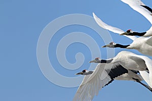 In the clear blue sky hover wild red-crowned cranes.