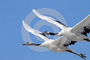 In the clear blue sky hover wild red-crowned cranes.