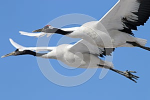 In the clear blue sky hover wild red-crowned cranes.