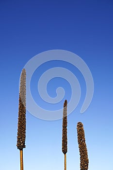 clear blue sky with native grass and flower spikes