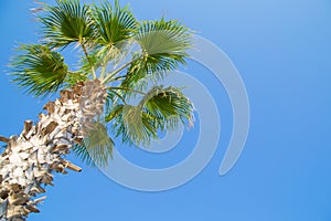 Clear blue sky and palm tree