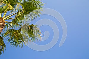 Clear blue sky and palm tree