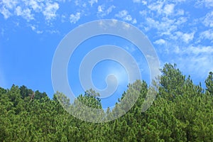 Clear blue sky and pine forest leaves, a beautiful natural scenery.