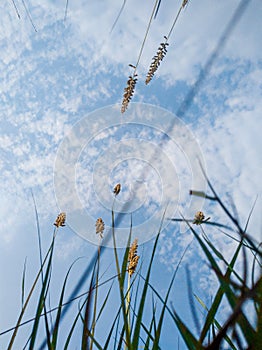 Clear blue sky in the summers with Grass strands