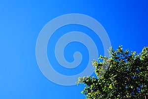 Clear blue sky with a tree