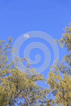 Clear blue sky which has half moon and top of pine as frame