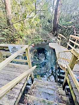 Clear blue spring waters surrounded by boardwalk and deck in lush forest, Paradise Springs, Florida