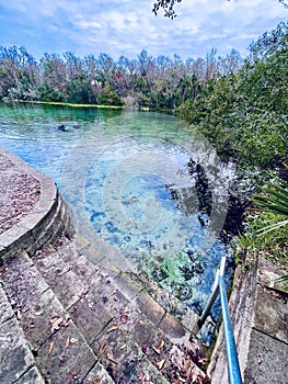 Clear blue spring waters surrounded by trees in winter, Alexander Springs, Ocala National Forest, Florida