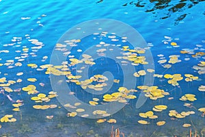 Clear blue surface of lake water with plants