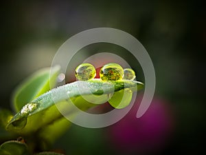 Clear and bright green waterdrops