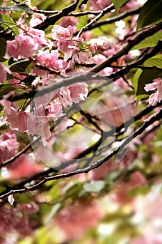 Clear Cherry Blossom detail