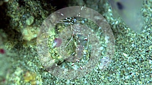 Clear cleaner shrimp Urocaridella antonbruunii on the sand in Zulu sea Dumaguete