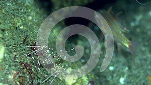 Clear cleaner shrimp Urocaridella antonbruunii on the sand in Zulu sea Dumaguete