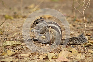 Clear and close shots of squirrel behind nature