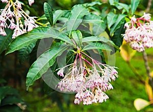 Clear close-up image of Ardisia obtusa Mez flowers in spring