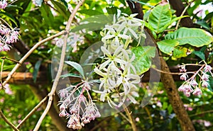 Clear close-up image of Ardisia obtusa Mez flowers in spring