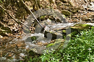 Clear cold drinking water of mountain stream