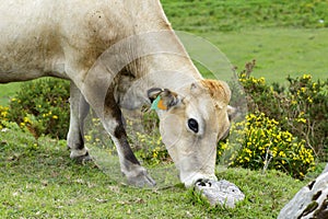 Clear cow photo